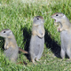 Illustration for article titled Spermophilus Beldingi Middle School